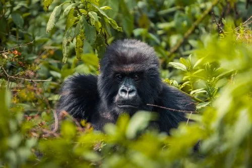 Gorilla in Rwanda Volcanoes National Park